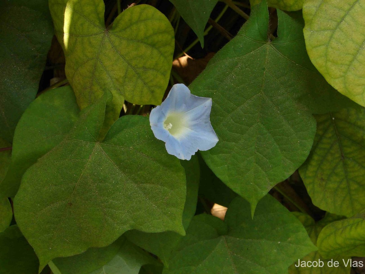 Ipomoea nil (L.) Roth